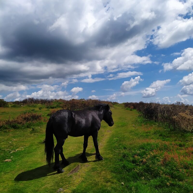 Black horse walking up a path in a field.