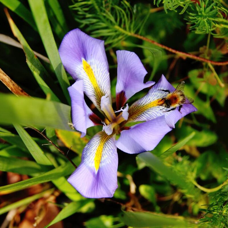 Purple iris flower with a bee on a petal.
